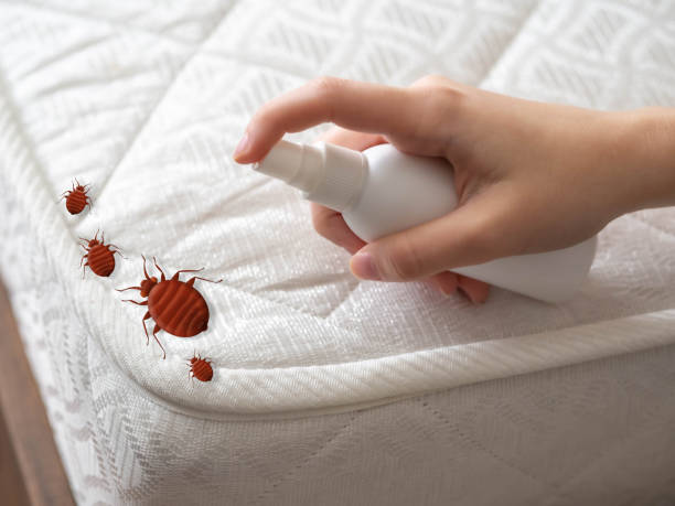 Best Pest Control Near Me in Hanover Park, IL