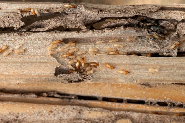 Best Pest Removal Services  in Hanover Park, IL